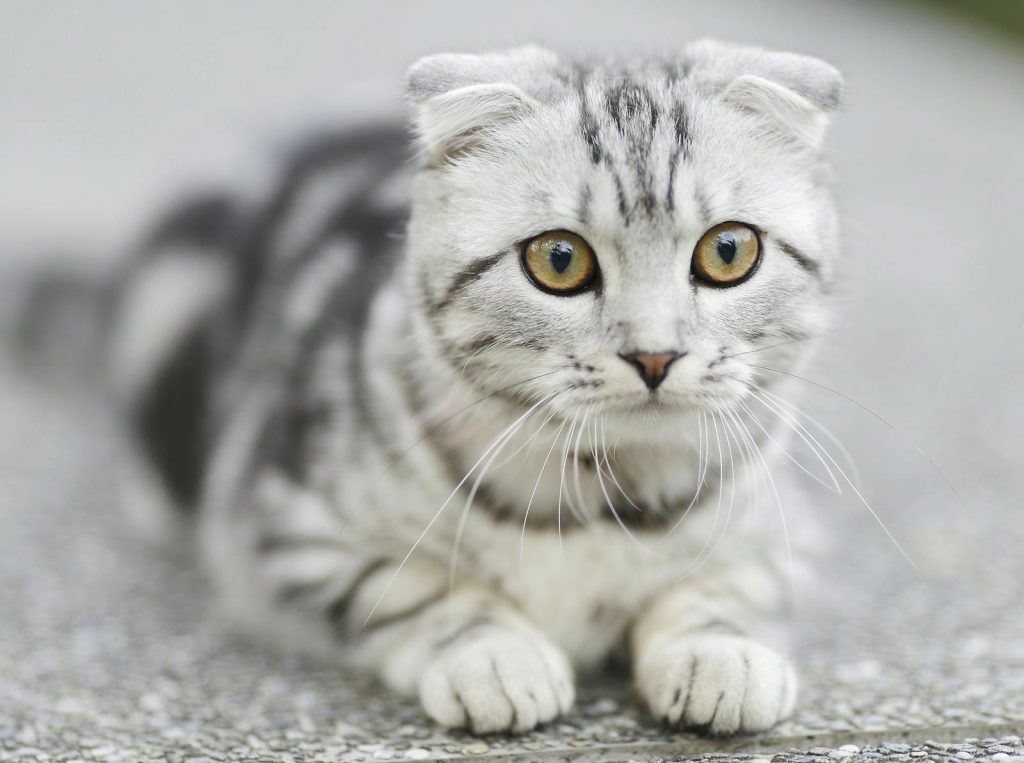 Cat in travel carrier ready for relocation